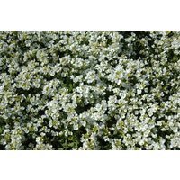 Kategorie <b>Stauden </b> - Arabis caucasica 'Schneehaube'