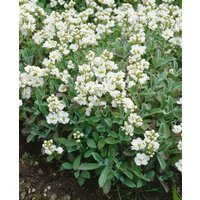 Kategorie <b>Stauden </b> - Arabis caucasica 'Plena'