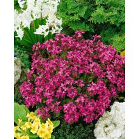 Kategorie <b>Stauden </b> - Arabis blepharophylla 'Frühlingszauber'