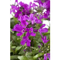 Kategorie <b>Stauden </b> - Arabis blepharophylla