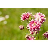 Stauden - Aquilegia vulgaris 'Nora Barlow'