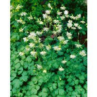 Stauden - Aquilegia vulgaris 'Green Apples'