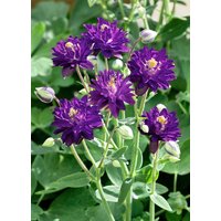 Stauden - Aquilegia vulgaris 'Blue Barlow'