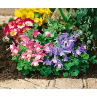 Kategorie <b>Stauden </b> - Aquilegia flabellata var.pumila 'Ministar'