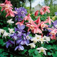 Kategorie <b>Stauden </b> - Aquilegia flabellata 'Cameo Blau-Weiß'