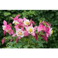 Kategorie <b>Stauden </b> - Aquilegia flab.'Spring Magic Rosa-Weiß'