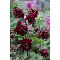 Kategorie <b>Stauden </b> - Aquilegia cult.'Ruby Port'