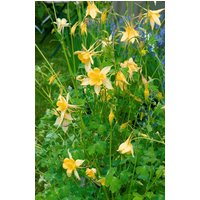 Kategorie <b>Stauden </b> - Aquilegia chrysantha 'Yellow Queen'
