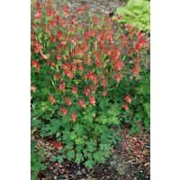 Kategorie <b>Stauden </b> - Aquilegia canadensis 'Little Lanterns'