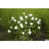Kategorie <b>Stauden </b> - Aquilegia caerulea 'Kristall'