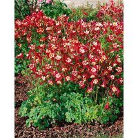 Kategorie <b>Stauden </b> - Aquilegia caerulea 'Crimson Star'