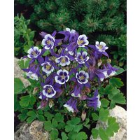 Kategorie <b>Stauden </b> - Aquilegia caerulea 'Blue Star'