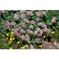 Kategorie <b>Stauden </b> - Anthyllis montana 'Rubra'