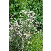 Kategorie <b>Produkt nicht gewünscht </b> - Anthriscus sylvestris 'Ravenswing'