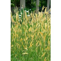 Kategorie <b>Gräser </b> - Anthoxanthum odoratum