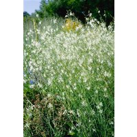 Kategorie <b>Produkt nicht gewünscht </b> - Anthericum ramosum