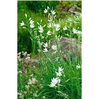 Kategorie <b>Stauden </b> - Anthericum liliago
