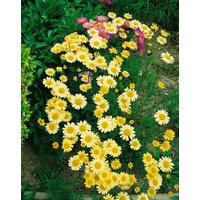 Kategorie <b>Produkt nicht gewünscht </b> - Anthemis tinctoria 'E.C.Buxton'