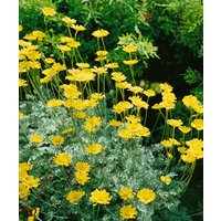 Kategorie <b>Stauden </b> - Anthemis marschalliana