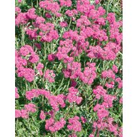 Kategorie <b>Stauden </b> - Antennaria dioica Bright Rose