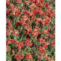 Kategorie <b>Stauden </b> - Antennaria dioica 'Rotes Wunder'