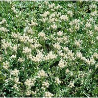 Kategorie <b>Stauden </b> - Antennaria dioica 'Alba'