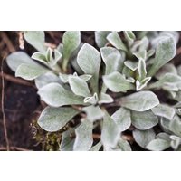 Kategorie <b>Stauden </b> - Antennaria dioica