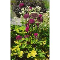 Kategorie <b>Produkt nicht gewünscht </b> - Angelica gigas