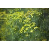 Kategorie <b>Produkt nicht gewünscht </b> - Anethum graveolens