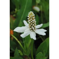 Kategorie <b>Produkt nicht gewünscht </b> - Anemopsis californica