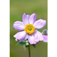 Kategorie <b>Stauden </b> - Anemone tomentosa 'Serenade'