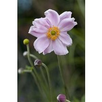Kategorie <b>Stauden </b> - Anemone tomentosa 'Septemberglanz'