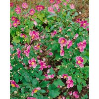 Kategorie <b>Stauden </b> - Anemone tomentosa 'Robustissima'