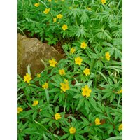 Stauden - Anemone ranunculoides