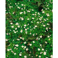 Kategorie <b>Stauden </b> - Anemone nemorosa 'Alba Plena'