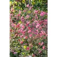 Kategorie <b>Stauden </b> - Anemone multifida Annabella Deep Rose