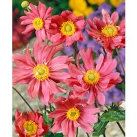 Kategorie <b>Stauden </b> - Anemone multifida 'Rubra'