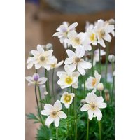 Kategorie <b>Stauden </b> - Anemone multifida 'Major'