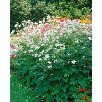 Kategorie <b>Stauden </b> - Anemone japonica 'Whirlwind'