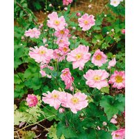 Kategorie <b>Stauden </b> - Anemone japonica 'Rosenschale'