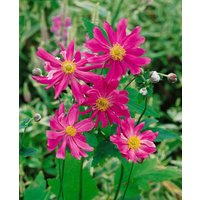 Kategorie <b>Stauden </b> - Anemone japonica 'Prinz Heinrich'