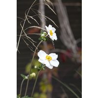 Kategorie <b>Stauden </b> - Anemone japonica 'Honorine Jobert'
