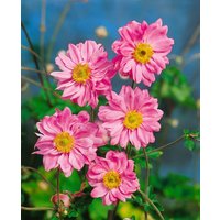 Kategorie <b>Stauden </b> - Anemone japonica 'Bressingham Glow'