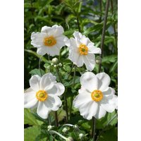 Kategorie <b>Stauden </b> - Anemone japonica 'Andrea Atkinson'