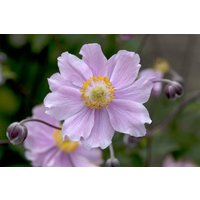Kategorie <b>Stauden </b> - Anemone hupehensis 'September Charm'