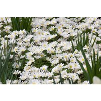 Kategorie <b>Stauden </b> - Anemone blanda 'White Splendour'