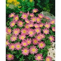 Kategorie <b>Stauden </b> - Anemone blanda 'Pink Star'
