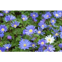 Kategorie <b>Stauden </b> - Anemone blanda 'Blue Shades'