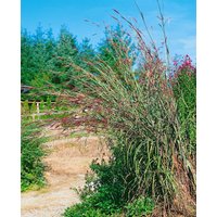 Kategorie <b>Gräser </b> - Andropogon gerardii