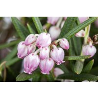 Kategorie <b>immergrüne Laubbäume </b> - Andromeda polifolia 'Glauca'